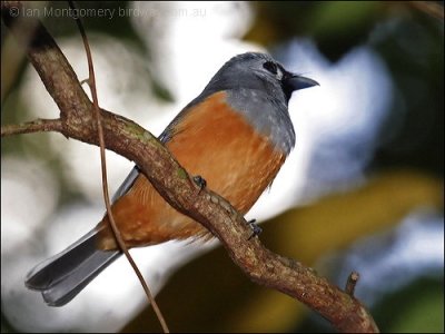 Black-faced Monarch (Monarcha melanopsis) by Ian
