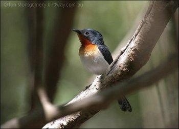 Broad-billed Flycatcher (Myiagra ruficollis) by Ian Broad-billed Flycatcher (Myiagra ruficollis) by Ian