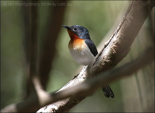 Broad-billed Flycatcher (Myiagra ruficollis) by Ian