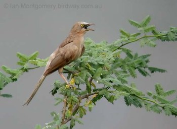 Large Grey Babbler (Turdoides malcolmi) by Ian