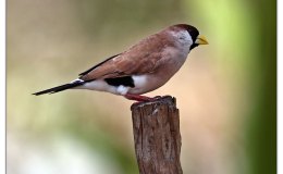 Ian’s Bird of the Moment – Masked&nbsp;Finch