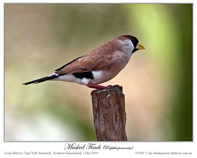 Masked Finch (Poephila personata) by Ian