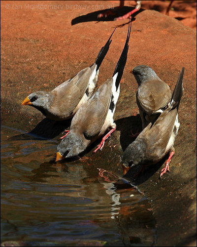 Long-tailed Finch (Poephila acuticauda) by Ian