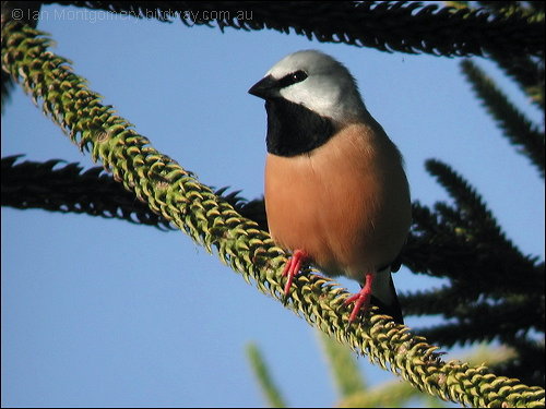 Black-throated Finch (Poephila cincta) by Ian