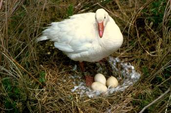 Snow Goose (Chen caerulescens) at nest ©USFWS