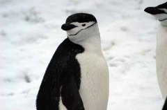 Chinstrap Penguin (Pygoscelis antarcticus) by Bob-Nan