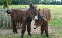 Scripture Alphabet of Animals: The Ass&nbsp;(Donkey)