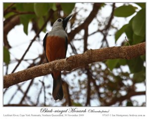 Black-winged Monarch (Monarcha frater) by Ian