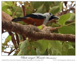 Black-winged Monarch (Monarcha frater) by Ian