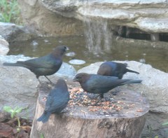 Brown-headed Cowbird (Molothrus ater) 