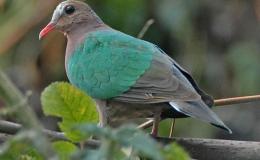 Birds in Christmas Hymns – Christmas Brings Joy To Every Heart&nbsp;(Re-post)