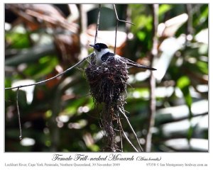 Frill-necked Monarch (Arses lorealis) by Ian