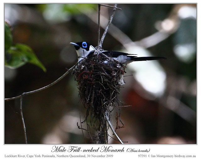 Frill-necked Monarch (Arses lorealis) by Ian