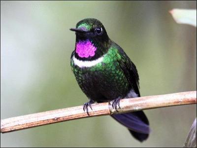 Gorgeted Sunangel (Heliangelus strophianus) by Ian