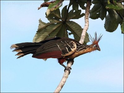 Hoatzin ( Opisthocomus hoazin) by Ian