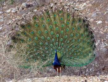 Indian Peafowl (Pavo cristatus) by Nikhil Devasar