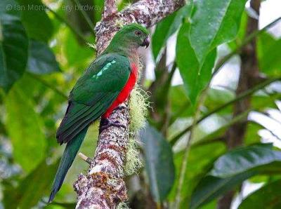 King Parrot by Ian