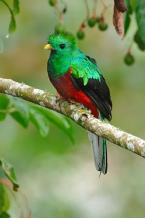 Resplendent Quetzal (Pharomachrus mocinno) by Reinier Munguia