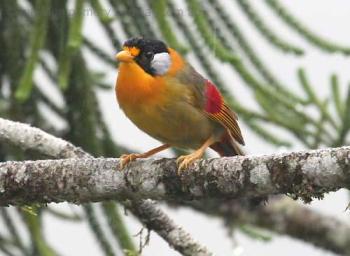Silver-eared Mesia (Leiothrix argentauris) by Ian Silver-eared Mesia (Leiothrix argentauris) by Ian