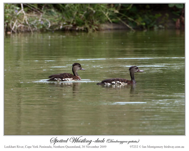Spotted Whistling Duck (Dendrocygna guttata) by Ian