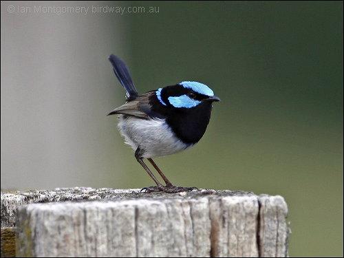 Superb Fairy-wren (Malurus cyaneus) by Ian