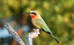 Some Shared Videos From Dr.&nbsp;Johnson