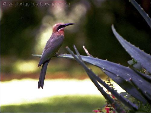 White-fronted Bee-eater (Merops bullockoides) by Ian