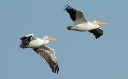 Lee’s Two-Word Tuesday – Birds&nbsp;Fly