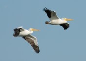 White Pelicans in Flight - Circle B Bar by Dan