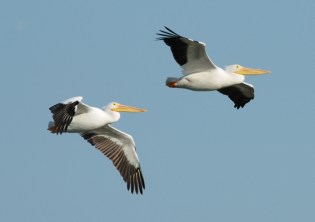 White Pelicans in Flight - Circle B Bar by Dan
