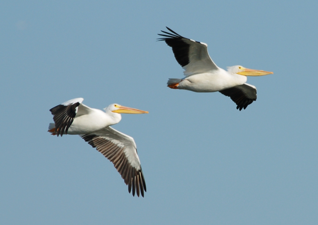 White Pelicans in Flight - Circle B Bar by Dan
