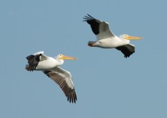 White Pelicans in Flight - Circle B Bar by Dan White Pelicans in Flight - Circle B Bar by Dan