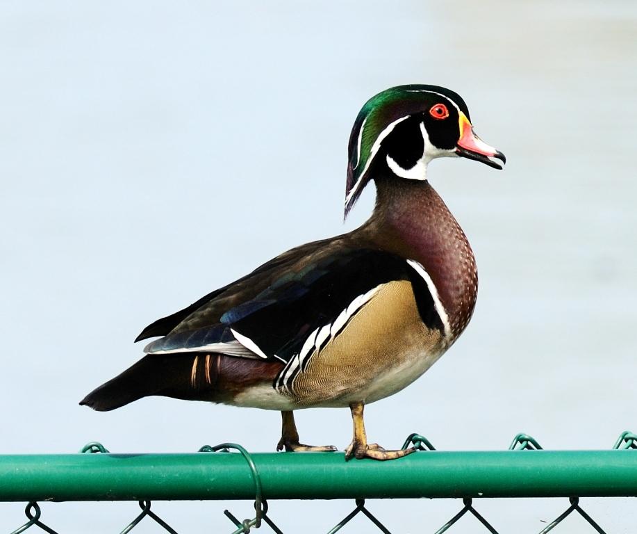 Wood Duck by Dan at Lake Hollingsworth