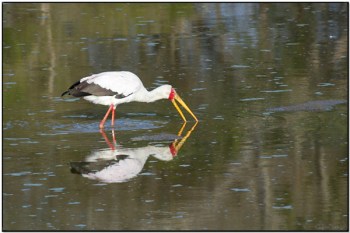 Yellow-billed Stork (Mycteria ibis) by Daves BirdingPix