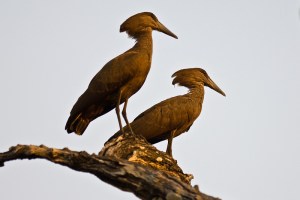 Hamerkop (Scopus umbretta) by Africaddict