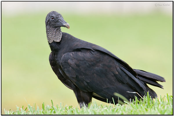 Black Vulture (Coragyps atratus) by Daves BirdingPix