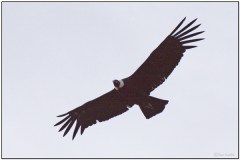 Andean Condor (Vultur gryphus) by Daves BirdingPix