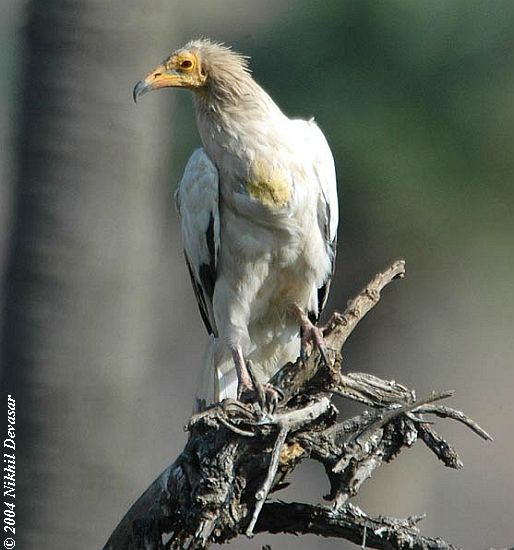 Egyptian Vulture (Neophron percnopterus) by Nikhil Egyptian Vulture (Neophron percnopterus) by Nikhil