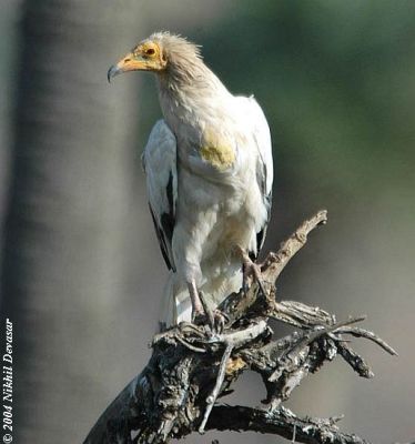 Egyptian Vulture (Neophron percnopterus) by Nikhil