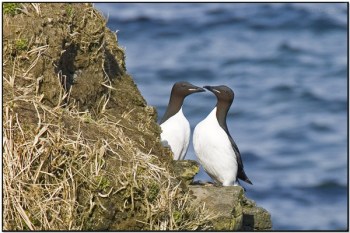Thick-billed Murre (Uria lomvia) by Daves BirdingPix