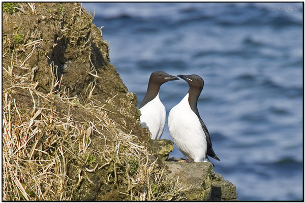 Thick-billed Murre (Uria lomvia) by Daves BirdingPix
