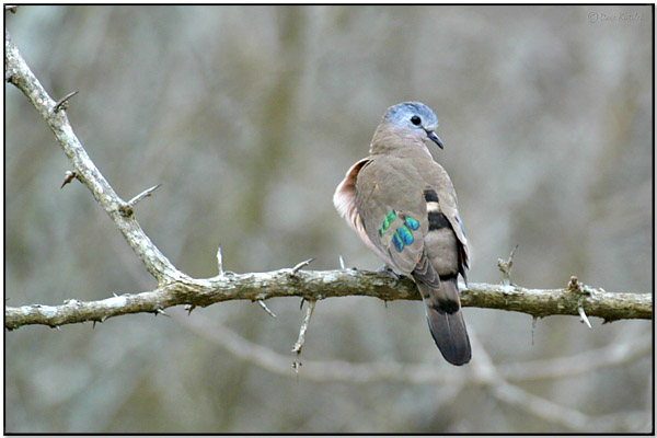 Emerald-spotted Wood Dove (Turtur chalcospilos) by Daves BirdingPix