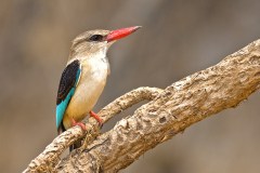Brown-hooded Kingfisher (Halcyon albiventris) by Africaddict