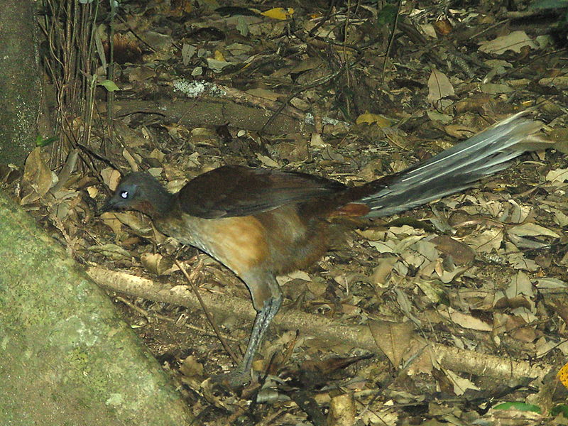 Albert's Lyrebird (Menura alberti) ©Peter Ellis