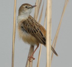 Zitting Cisticola (Cisticola juncidis) by Nikhil