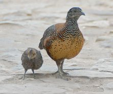 Painted Spurfowl (Galloperdix lunulata) by Nikhil Devasar