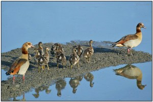 Egyptian Goose (Alopochen aegyptiaca) by Daves BirdingPix
