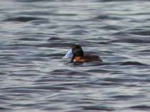 Maccoa Duck (Oxyura maccoa) by Ian