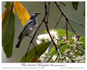 Bar-breasted Honeyeater (Ramsayornis fasciatus) by Ian