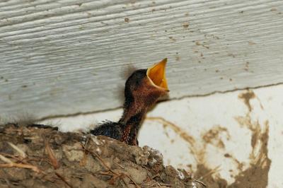 Barn Swallow (Hirundo rustica) baby by Neal Addy Gallery